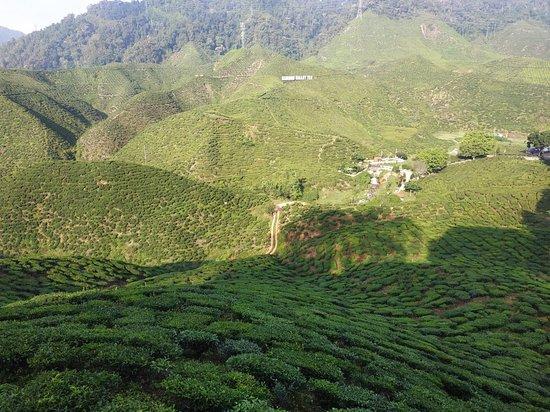 Cameron Valley Tea House