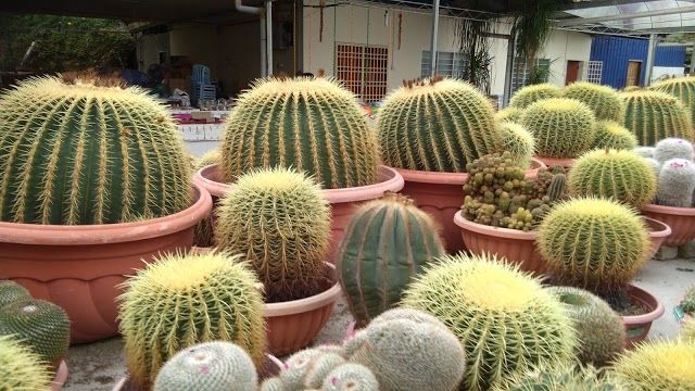 Cactus Point