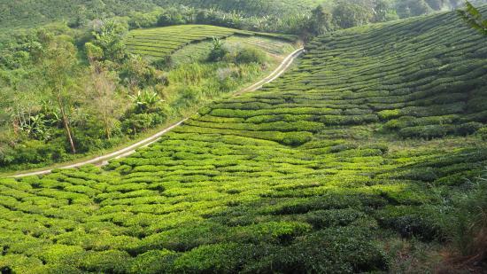 Cameron Highlands Trail No. 3