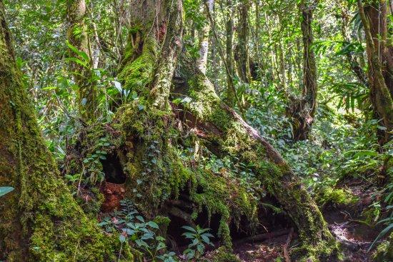 Cameron Highlands Jungle Trail No. 1