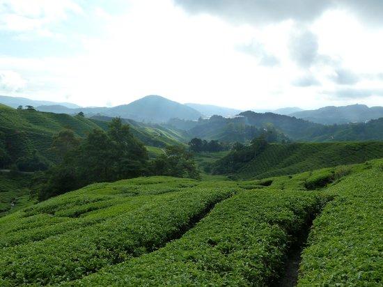 Eco Cameron Travel & Tours