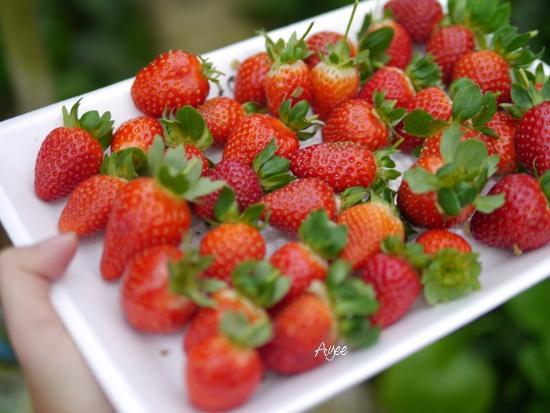 EQ Strawberry Farm