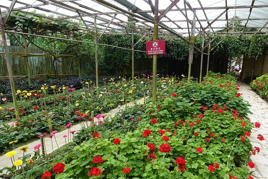 Rose Valley