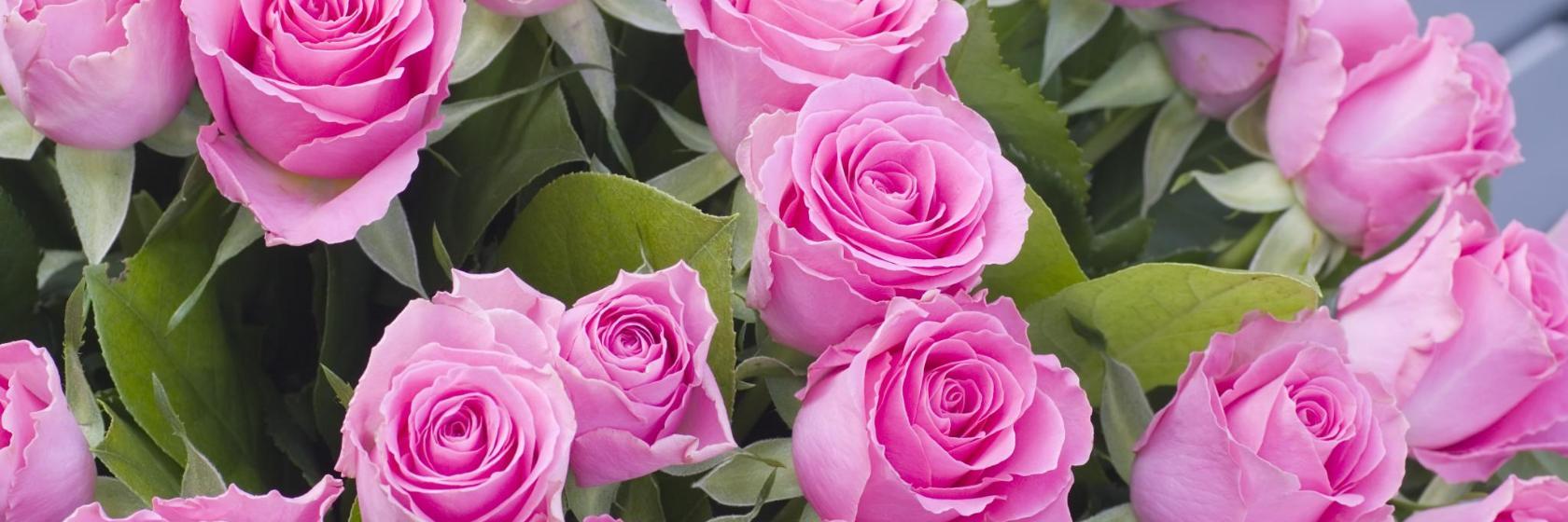 Mrs Robertson's Rose Garden
